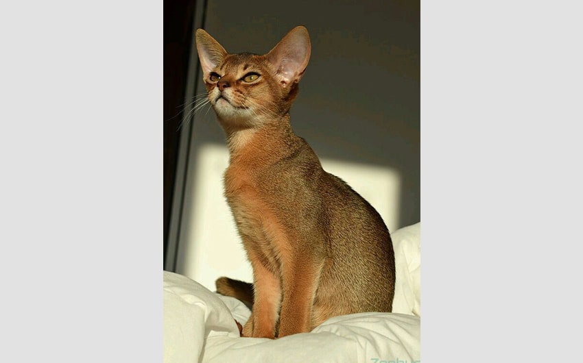 Abyssinian