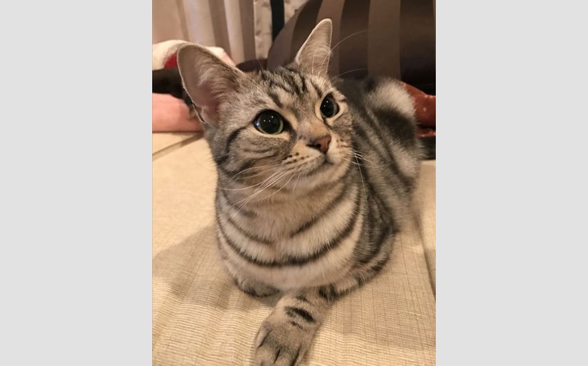 American Shorthair