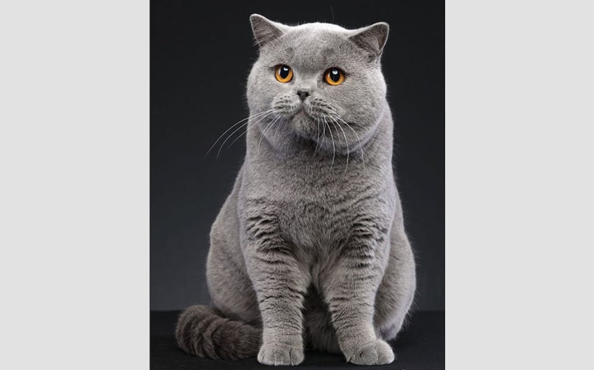 British Shorthair