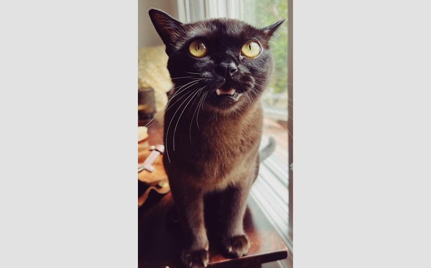 Burmese