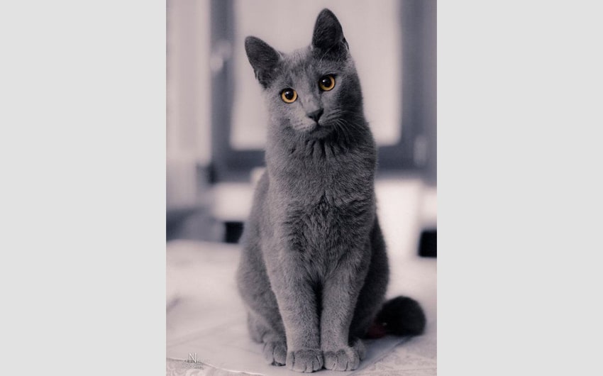Chartreux