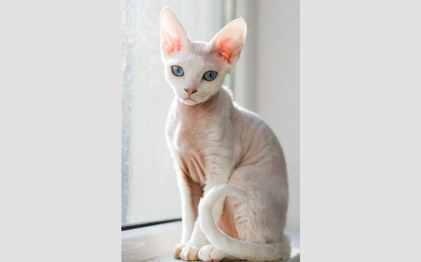 Devon Rex