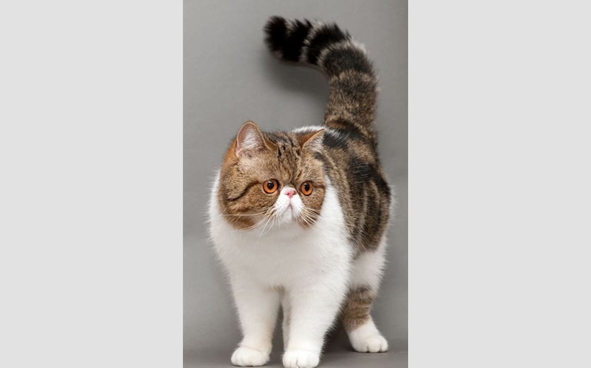 Exotic Shorthair