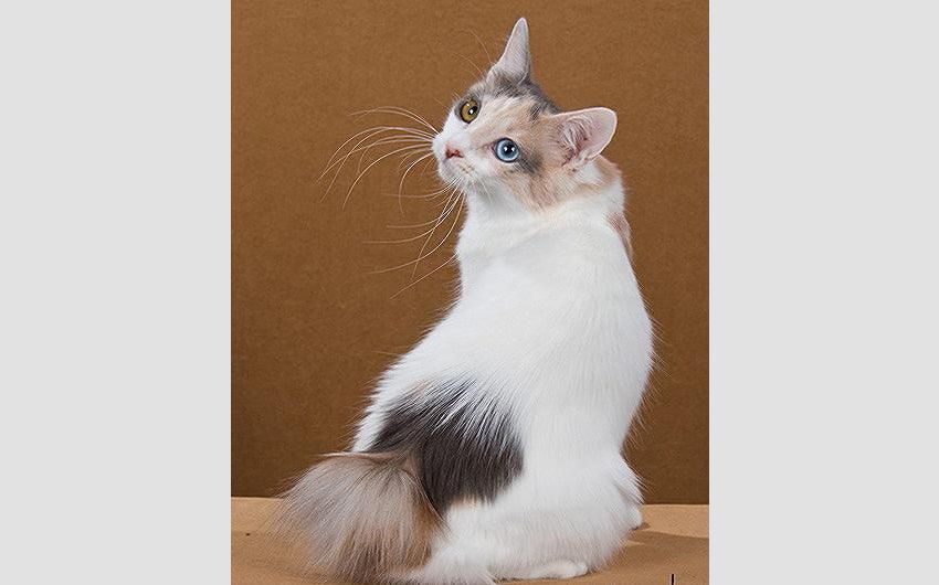 Japanese Bobtail