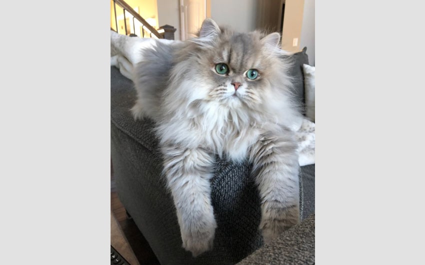 Persian