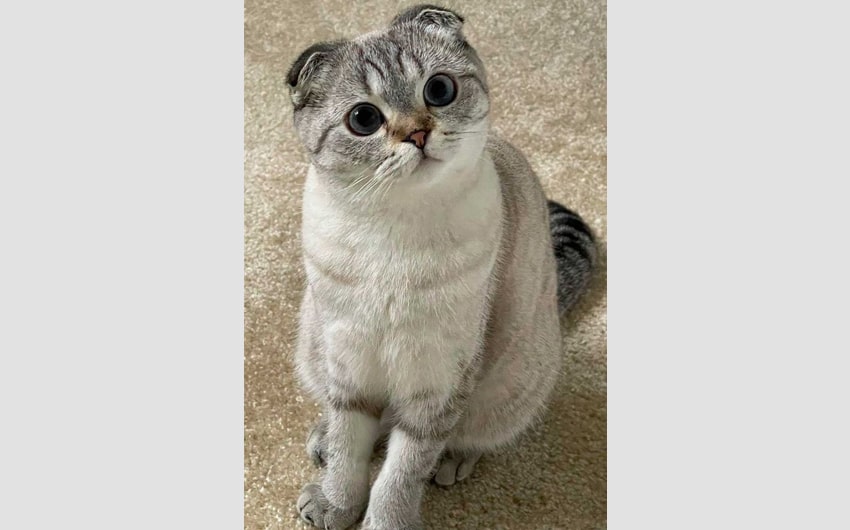 Scottish Fold