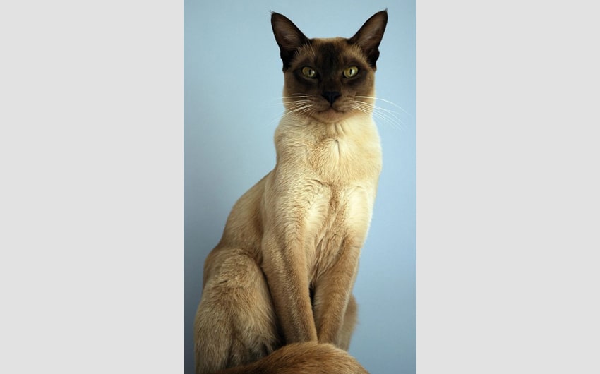 Tonkinese
