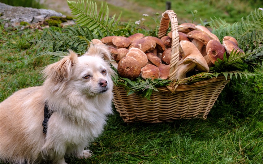 Can Dogs Eat Mushrooms