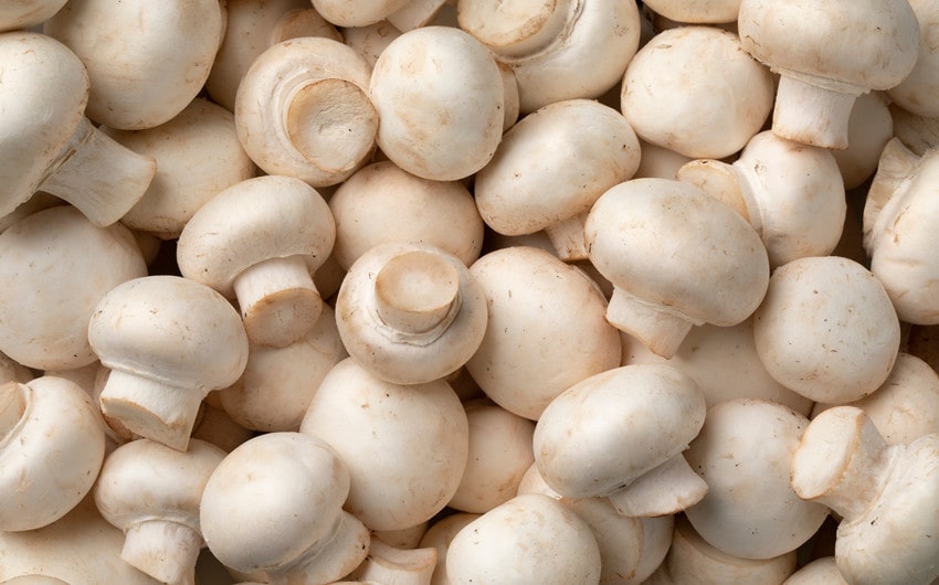 Can Dogs Eat Mushrooms