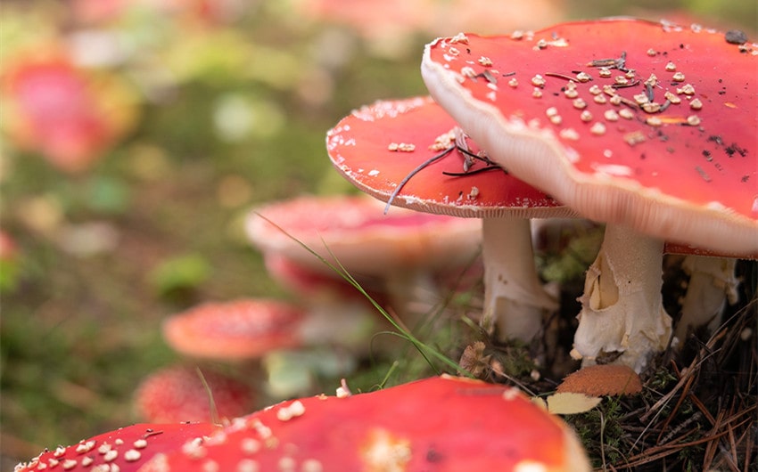Can Dogs Eat Mushrooms