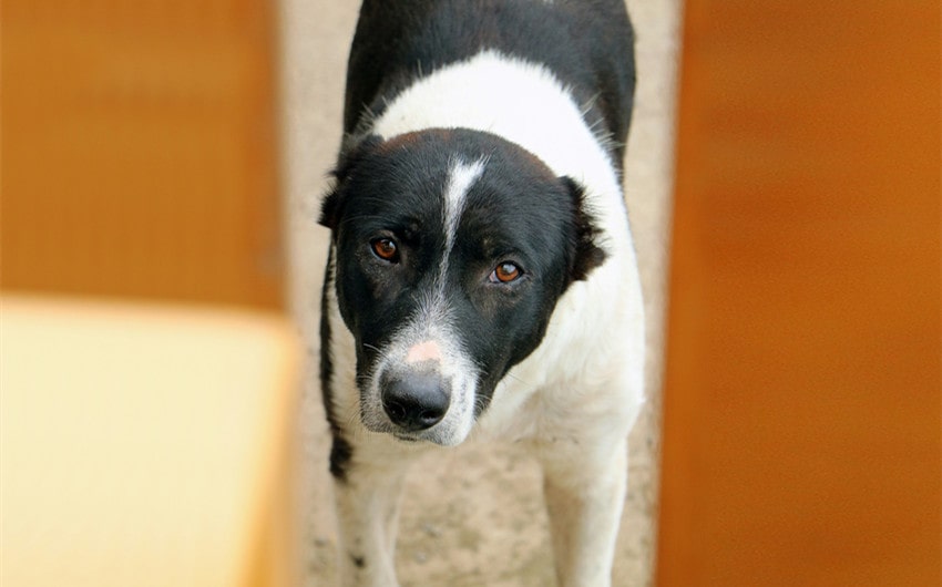 black and white dog names