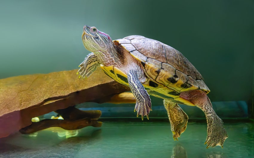 names for turtles