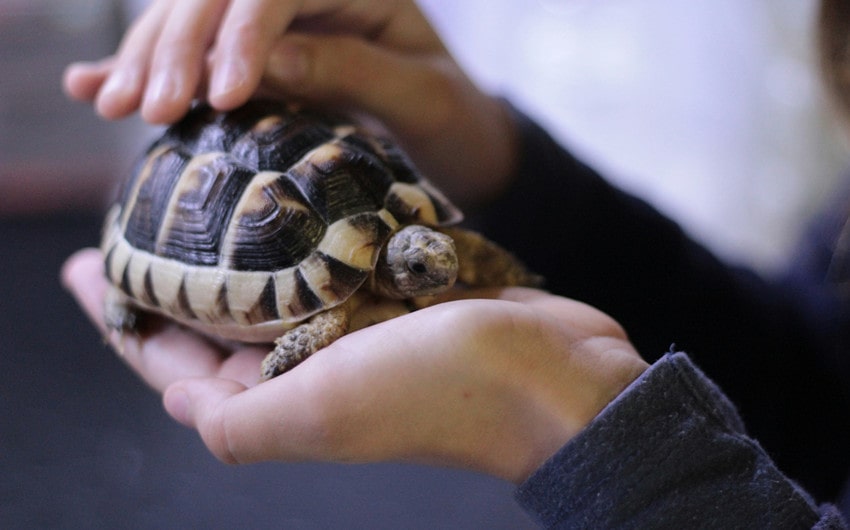 names for turtles