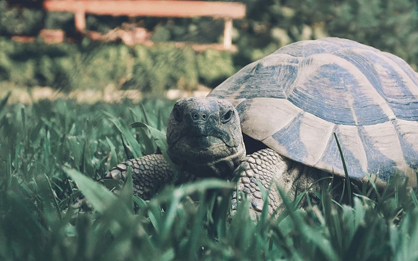 names for turtles