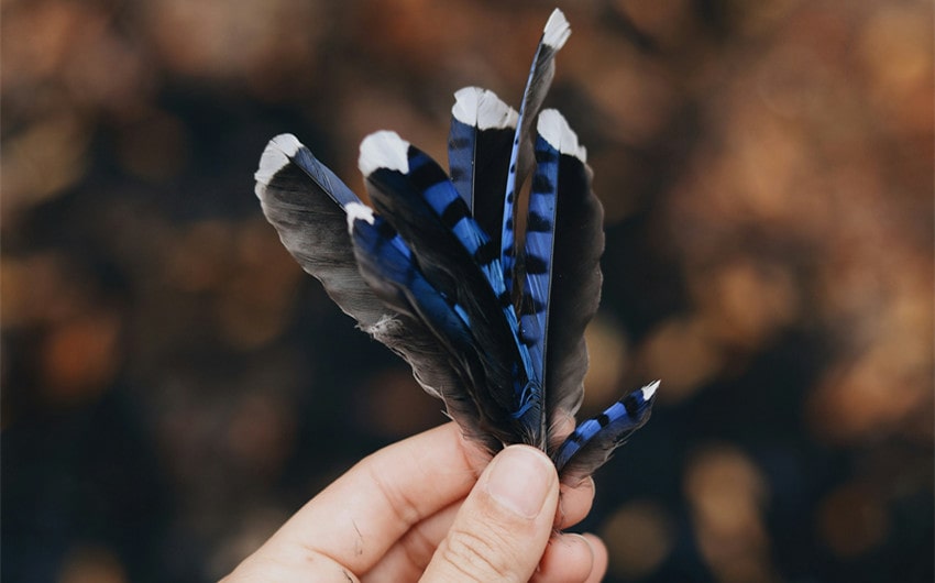 Blue Jay Feather