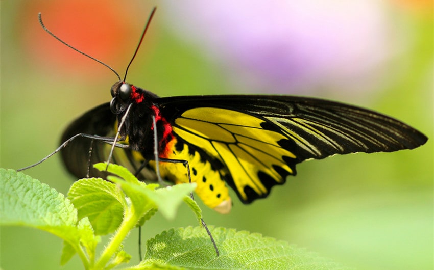 Common Symbolism of Black and Yellow Butterflies