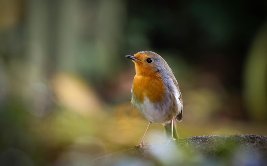 Common Symbolism of the Robin