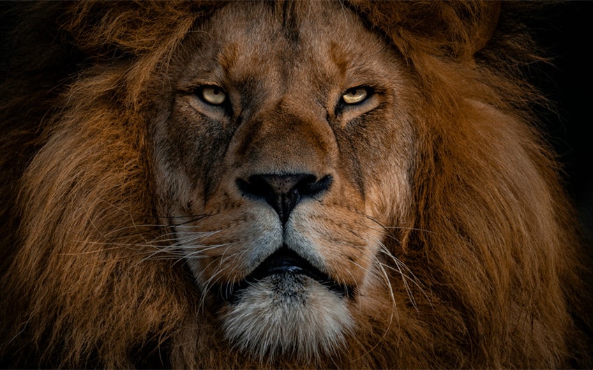 Cute and Playful Lion Names