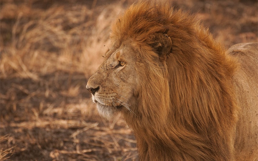 Famous Lion Names from Pop Culture
