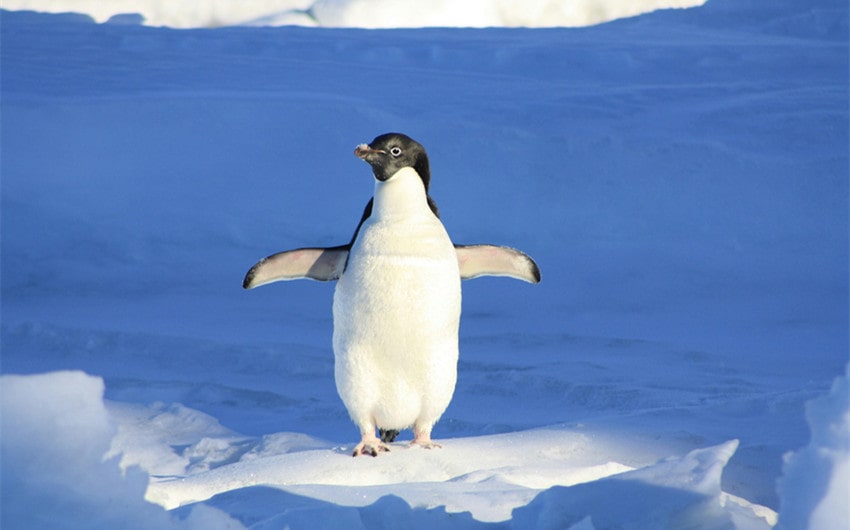 Famous Penguin Names from Pop Culture