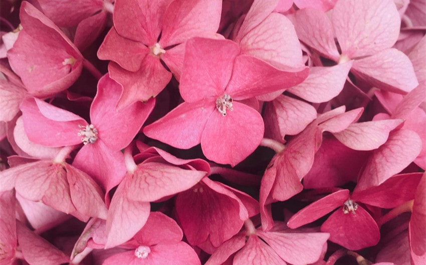 Flower-Inspired Pink Names