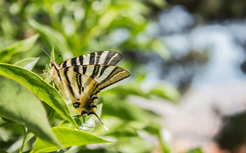 Frequently Asked Questions About Black and Yellow Butterflies