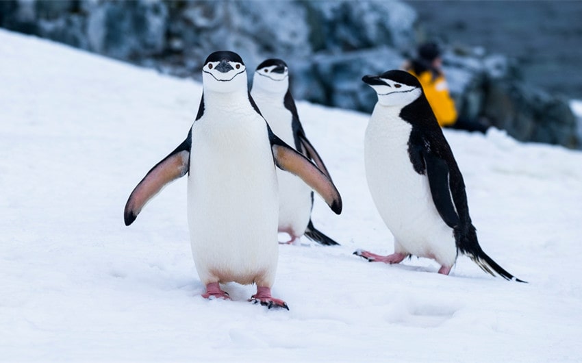 Names for Penguin Pairs