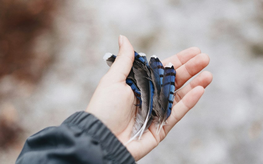 Spiritual Meaning of Finding a Blue Jay Feather
