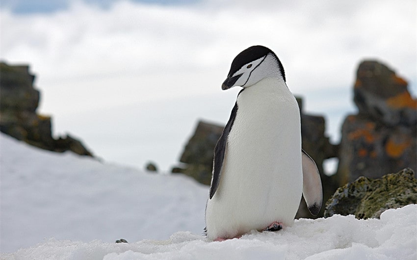Strong and Majestic Penguin Names