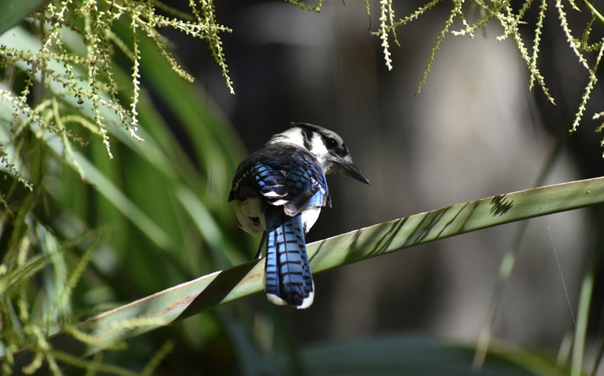 The Blue Jay in Different Cultural and Spiritual Beliefs