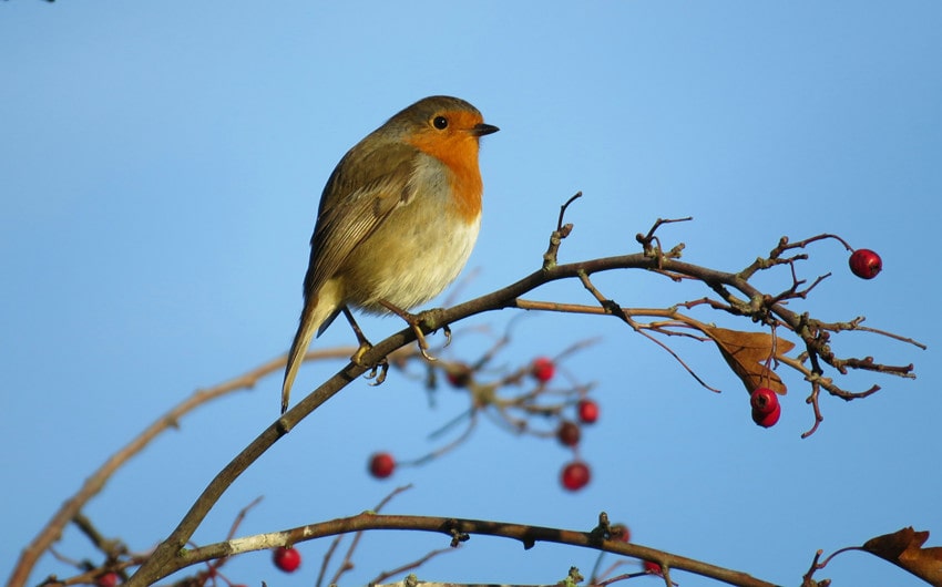 The Robin in Different Spiritual Traditions