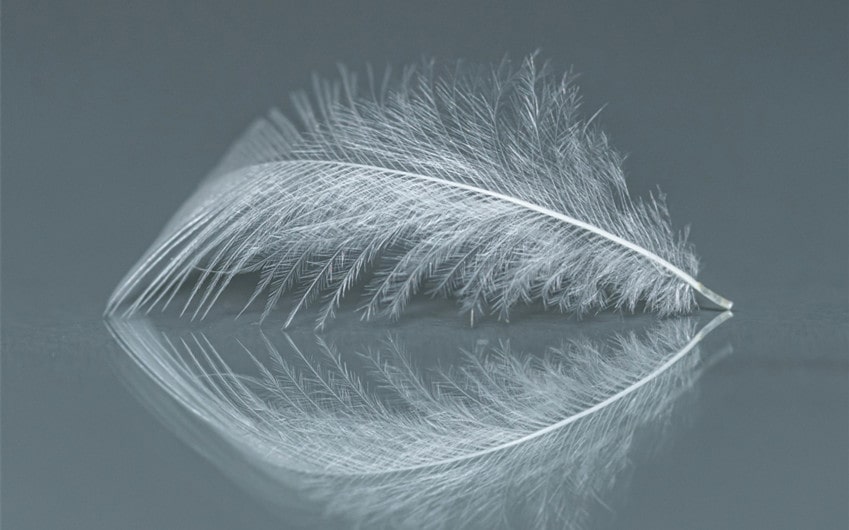 White Feather