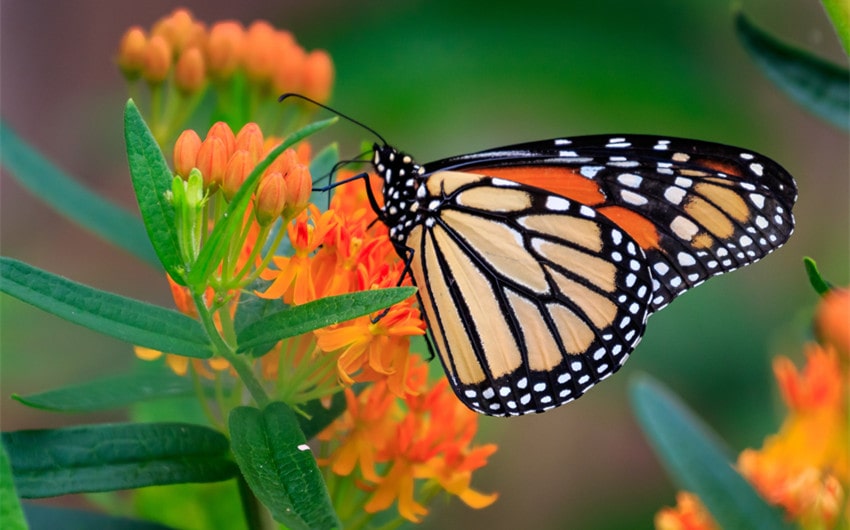 black and yellow butterfly meaning