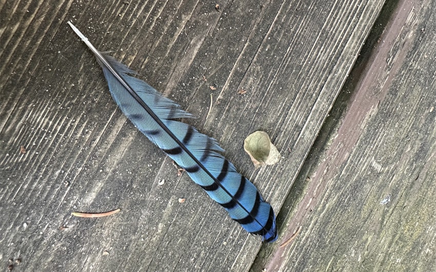 blue jay feather meaning