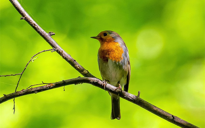robin's spiritual meaning