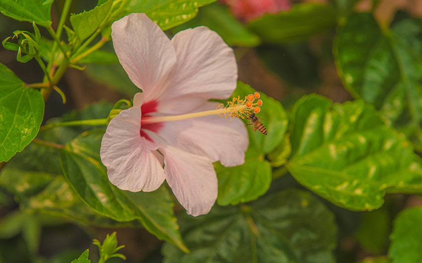 types of symbiotic relationships