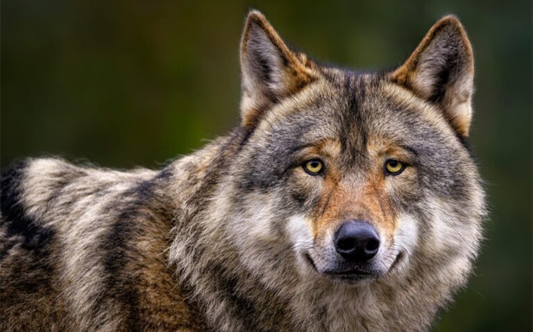 What Eats Wolves: Uncovering the Rare Predators of Them