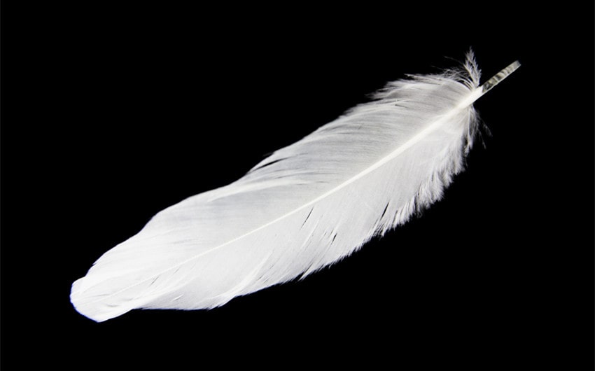 white feather floating down in front of me
