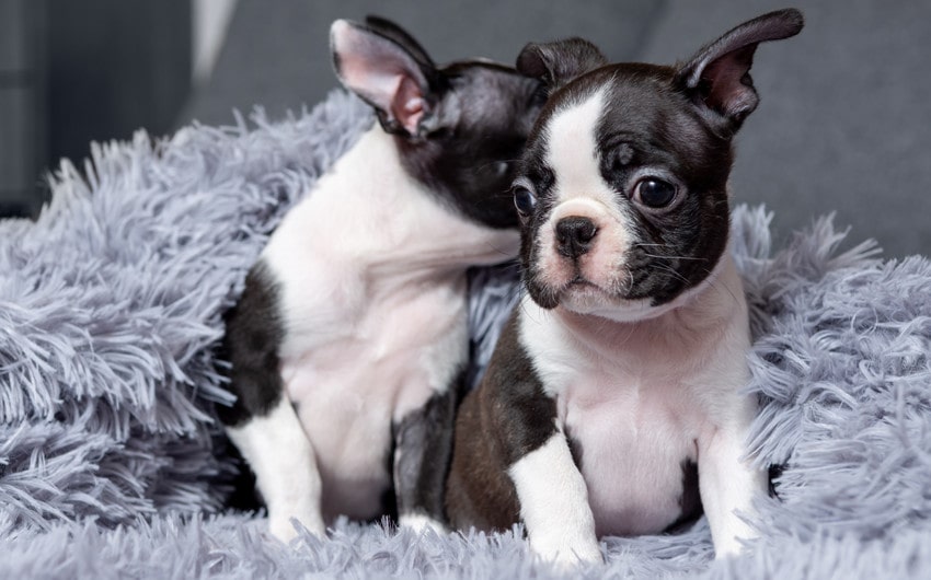 keep your furry friend healthy